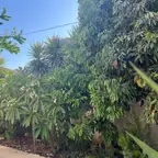 עבודה של אילן, גנן (22)