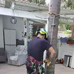 עבודה של שמעון, גנן (8)