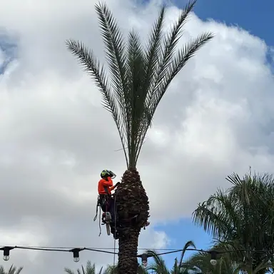 עבודה של שמעון, גנן (1)