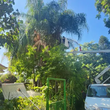 עבודה של דימה, גוזם עצים (19)