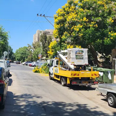 עבודה של דימה, גוזם עצים (21)