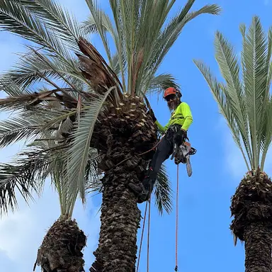 עבודה של דוד, גוזם עצים (3)
