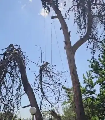 עבודה של דוד, גוזם עצים (4)