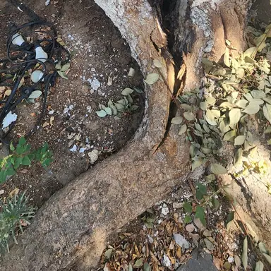 עבודה של דימה, גוזם עצים (10)