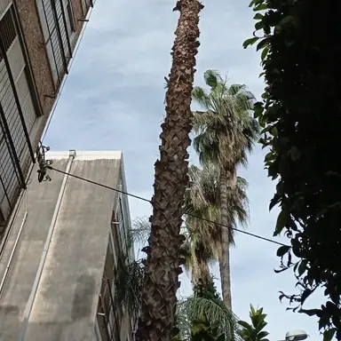 עבודה של אלי, גוזם עצים (7)