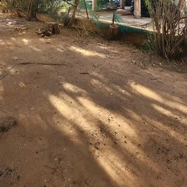 עבודה של דימה, גוזם עצים (13)
