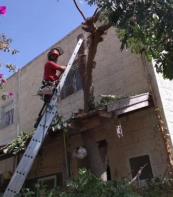עבודה של רועי, גוזם עצים (4)