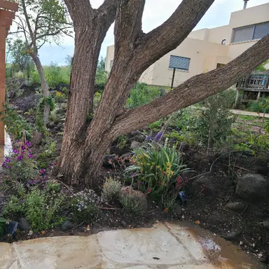 עבודה של שגיא, גוזם עצים (4)