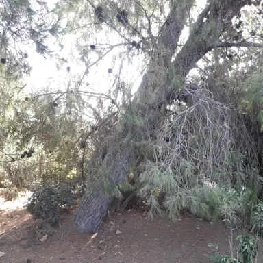 עבודה של זאק, גוזם עצים (4)