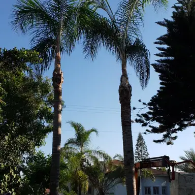עבודה של אלי, גוזם עצים (6)