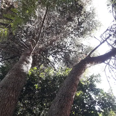 עבודה של זאק, גוזם עצים (5)