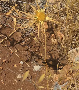 עבודה של ינון, מדביר (2)