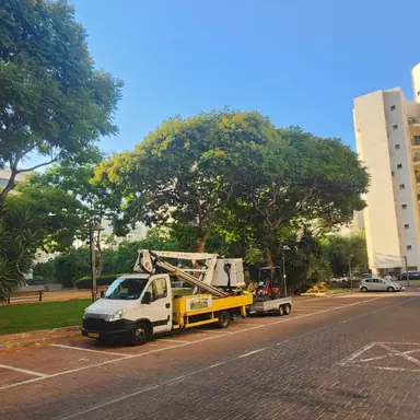 עבודה של דימה, גוזם עצים (23)