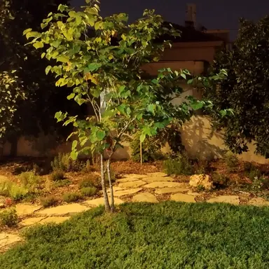 עבודה של נדב, גנן (9)