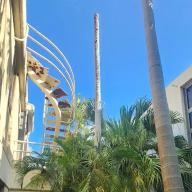 עבודה של דימה, גוזם עצים (3)
