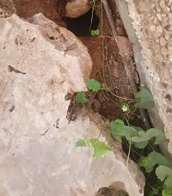 עבודה של תומר, מדביר (5)
