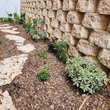 עבודה של נדב, גנן (13)