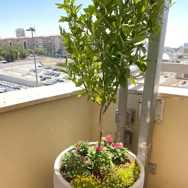 עבודה של איציק, גנן (2)