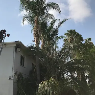 עבודה של אריאל, גוזם עצים (1)