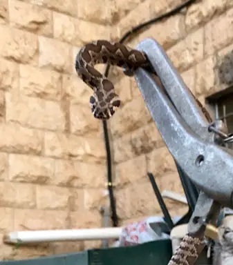 עבודה של עופר, מדביר (4)