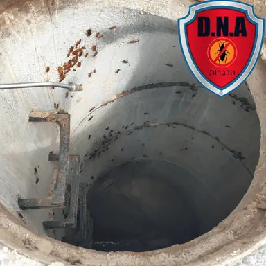 עבודה של אדי, מדביר (2)