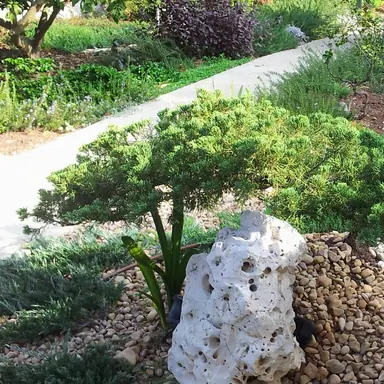 עבודה של גרגורי, גנן (1)