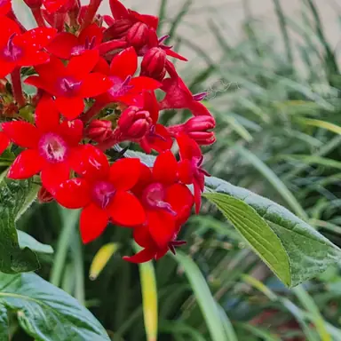 עבודה של אילן, גנן (24)