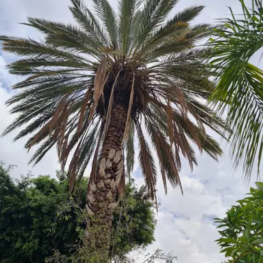 עבודה של אלי, גוזם עצים (20)
