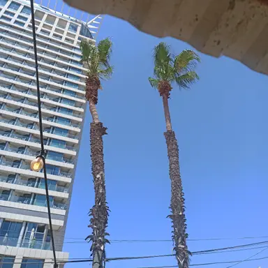 עבודה של אלי, גוזם עצים (15)