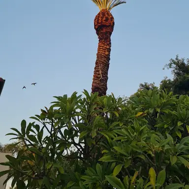 עבודה של אלי, גוזם עצים (21)