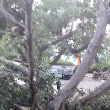 עבודה של אלי, גוזם עצים (23)