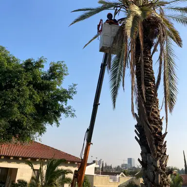 עבודה של אלי, גוזם עצים (19)