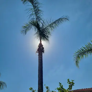 עבודה של שמעון, גנן (11)