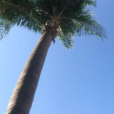 עבודה של אלי, גוזם עצים (22)