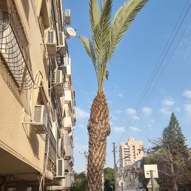 עבודה של אלי, גוזם עצים (14)