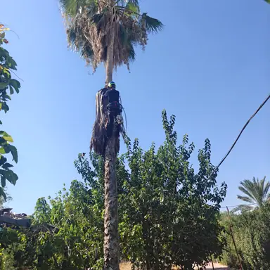 עבודה של שמעון, גנן (6)