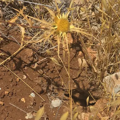 עבודה של ינון, מדביר (3)