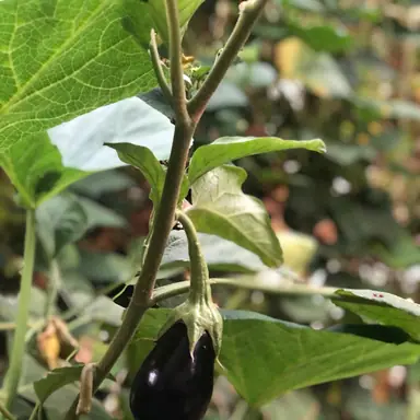 עבודה של ערן, גנן (23)