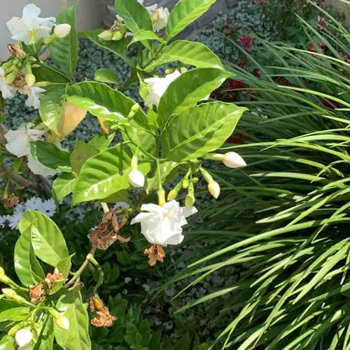 עבודה של אורן, גנן (7)