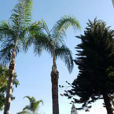 עבודה של אלי, גוזם עצים (16)