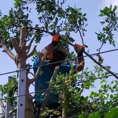 עבודה של רועי, גוזם עצים (12)