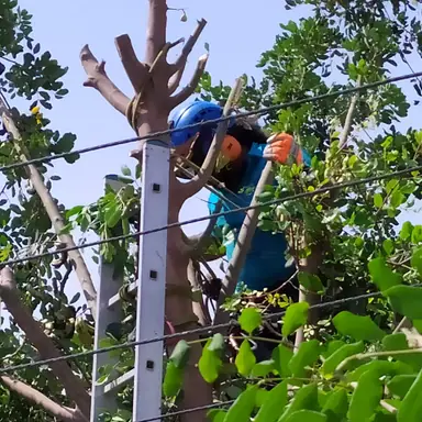עבודה של רועי, גוזם עצים (11)