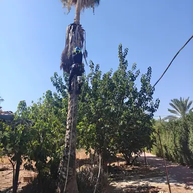 עבודה של שמעון, גנן (7)