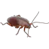 גוקים / חרקים זוחלים בדירה גוקים / חרקים זוחלים בדירה