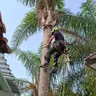 תמונה שצירף לקוח לביקורת על שמעון, גנן (2)
