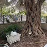 תמונה שצירף לקוח לביקורת על מודי, גנן (8)