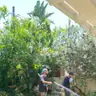 תמונה שצירף לקוח לביקורת על מודי, גנן (2)