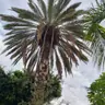 תמונה שצירף לקוח לביקורת על אלי, גוזם עצים (1)