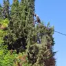תמונה שצירף לקוח לביקורת על עידן, גוזם עצים (1)