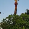 תמונה שצירף לקוח לביקורת על אלי, גוזם עצים (2)
